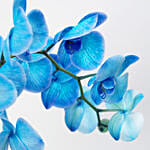 Blue Phalaenopsis & Echevieria Plant Pot