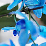 Blue Phalaenopsis & Echevieria Plant Pot