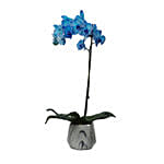 Blue Phalaenopsis Plant White Pot