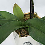 Blue Phalaenopsis Plant White Pot