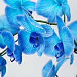 Blue Phalaenopsis Plant White Pot