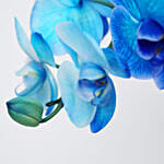 Blue Phalaenopsis Plant White Pot