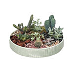 Cactus & Echevieria Plant Big Green Tray