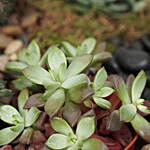 كومبو 2 نبات منزلي - صبار وإشفيريا في أصيص أخضر