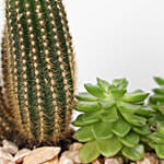 Cactus & Echevieria Plant Grey Pot