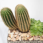 Cactus & Echevieria Plant Grey Pot