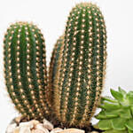 Cactus & Echevieria Plant Grey Pot