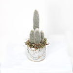 Cactus Plant Grey Ceramic Pot