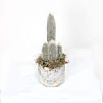 Cactus Plant Grey Ceramic Pot