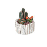 Cactus Plant Square Wooden Pot