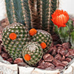 Cactus Plant Square Wooden Pot