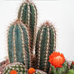 Cactus Plant Square Wooden Pot