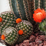 Cactus Plant Square Wooden Pot