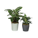 Calathea & Dieffenbachia Camillia Plant Combo