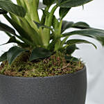 Calathea & Dieffenbachia Camillia Plant Combo