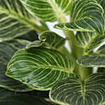 Calathea & Dieffenbachia Camillia Plant Combo