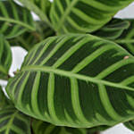 Calathea & Dieffenbachia Camillia Plant Combo