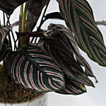 Calathea & Echevieria Plant Combo