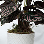 Calathea Sanderiana Plant White Pot