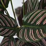 Calathea Sanderiana Plant White Pot