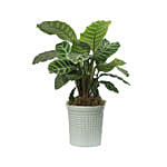 Calathea Zebrina Plant Light Green Pot