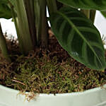 Calathea Zebrina Plant Light Green Pot