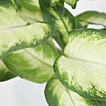 Dieffenbachia Camillia Plant Grey Pot