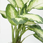 Dieffenbachia Camillia Plant Grey Pot