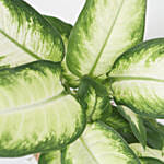 Dieffenbachia Camillia Plant Grey Pot