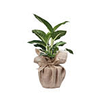 Dieffenbachia Green Magic Plant Jute Pot