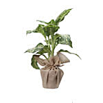 Dieffenbachia Plant Jute Wrapped Pot