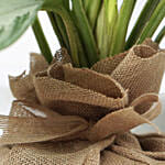 Dieffenbachia Plant Jute Wrapped Pot