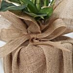 Dieffenbachia Plant Jute Wrapped Pot