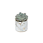 Echevieria Apos Plant Grey Pot