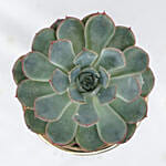 Echevieria Apos Plant Grey Pot