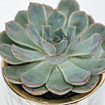 Echevieria Apos Plant Grey Pot