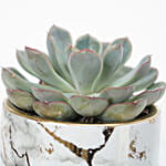 Echevieria Apos Plant Grey Pot