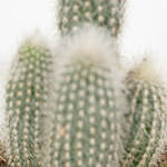 Echevieria & Cactus Plant Combo