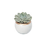 Echevieria Plant White Ceramic Pot