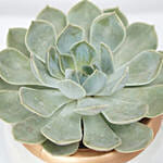 Echevieria Plant White Ceramic Pot