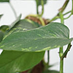 نبات إيبريبيوم أخضر في أصيص سيراميك أسود