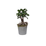 Fiscus Micro Carpa Gingseng Plant Grey Pot