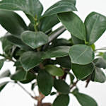 Fiscus Micro Carpa Gingseng Plant Grey Pot