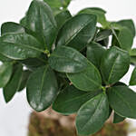 نبات فيكس روبيستا الأخضر في أصيص سيراميك رمادي