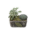 Fittonia & Echeveria Plant Square Shaped Pot