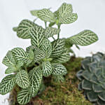 Fittonia & Echeveria Plant Square Shaped Pot