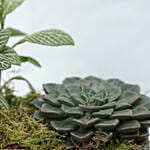 Fittonia & Echeveria Plant Square Shaped Pot