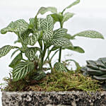 Fittonia & Echeveria Plant Square Shaped Pot