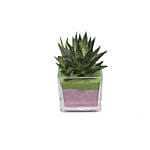 Gasteria Flow Plant Square Glass Jar