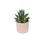 Gastoria Plant Pink Pot